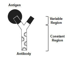 <p>Antibodies have two regions: variable and constant. Each</p><p>tip of the “Y” in the variable region is highly specific and</p><p>binds to only one particular antigen. The constant region is</p><p>the same for every antibody of the same type (there are 5</p><p>different types of antibodies).</p><p>Antibodies can also be produced by injecting an animal</p><p>with antigen - disease agents or even antibodies from a</p><p>different type of animal</p>