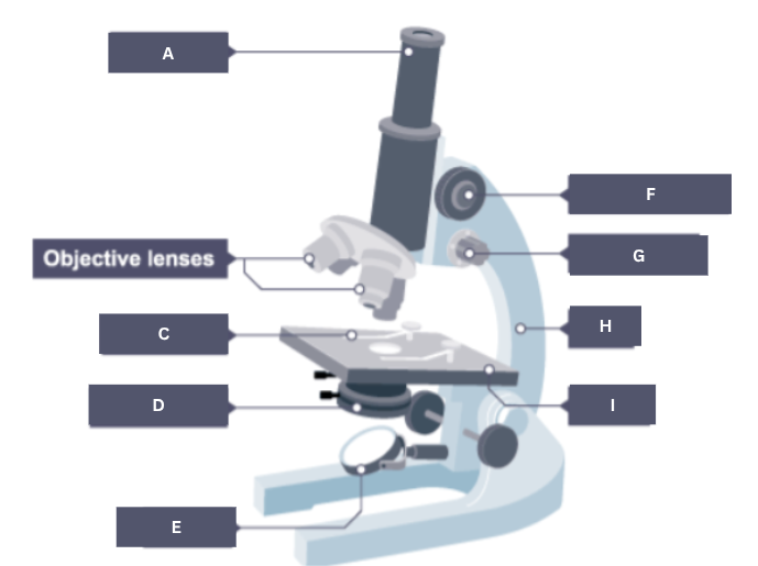 <p>Objective lenses</p>