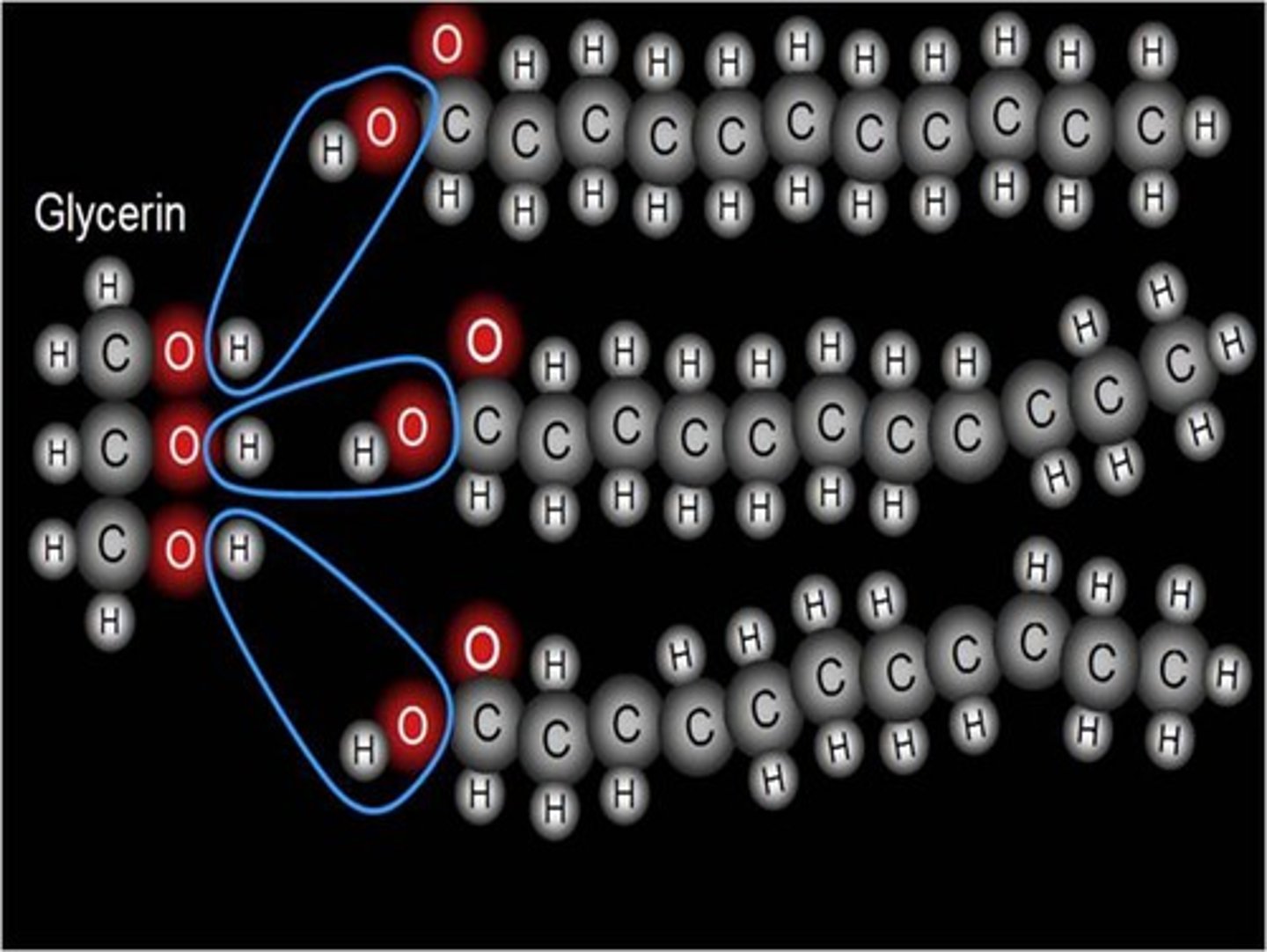 <p>Dehydration synthesis, a building reaction</p>
