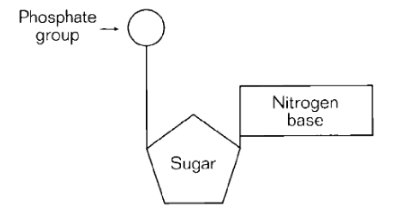 <p><span>The entire molecule shown in the diagram above is called a(n)</span></p>