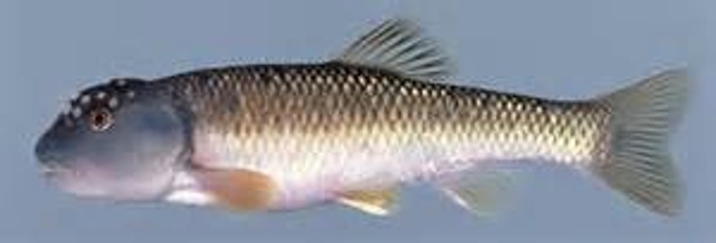 <p>new world minnows</p>