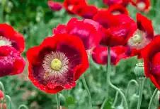 <p>papaver somniferum</p>