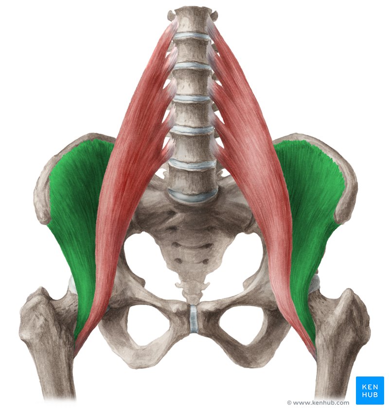 <p>Origin: Iliac fossa and iliac crest</p><p>Insertion: Lesser trochanter (inserts on psoas major) = iliopsoas</p><p>Action: <strong>powerful flexor of hip</strong></p>