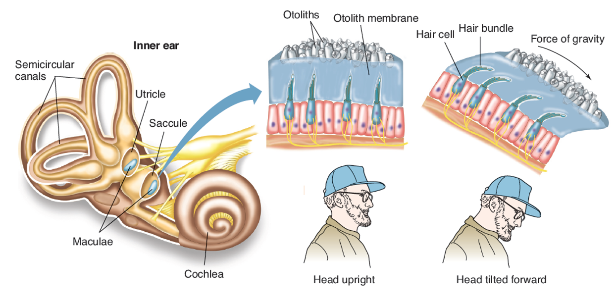 <p>otoliths </p>