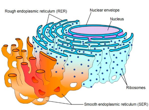 <p>Biomolecules:</p><ul><li><p>Rough endoplasmic reticulum: proteins = layer type structure around nucleus + ribosomes</p></li><li><p>Smooth endoplasmic reticulum: proteins = layer type structure around rough ER</p></li><li><p>only eukaryotic, plant + animal cells</p></li></ul><p>Function:</p><ul><li><p>Rough ER: protein folding (3rd step)</p></li><li><p>Smooth ER: help produce lipids</p></li></ul><p></p>
