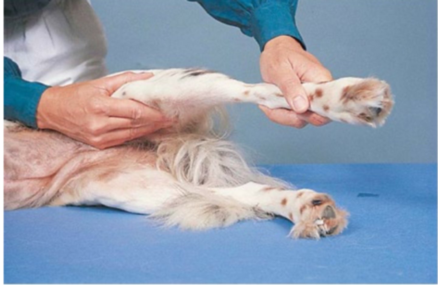 <p>briefly explain how to perform the varus stress test to assess the lateral collateral lig/LCL</p>