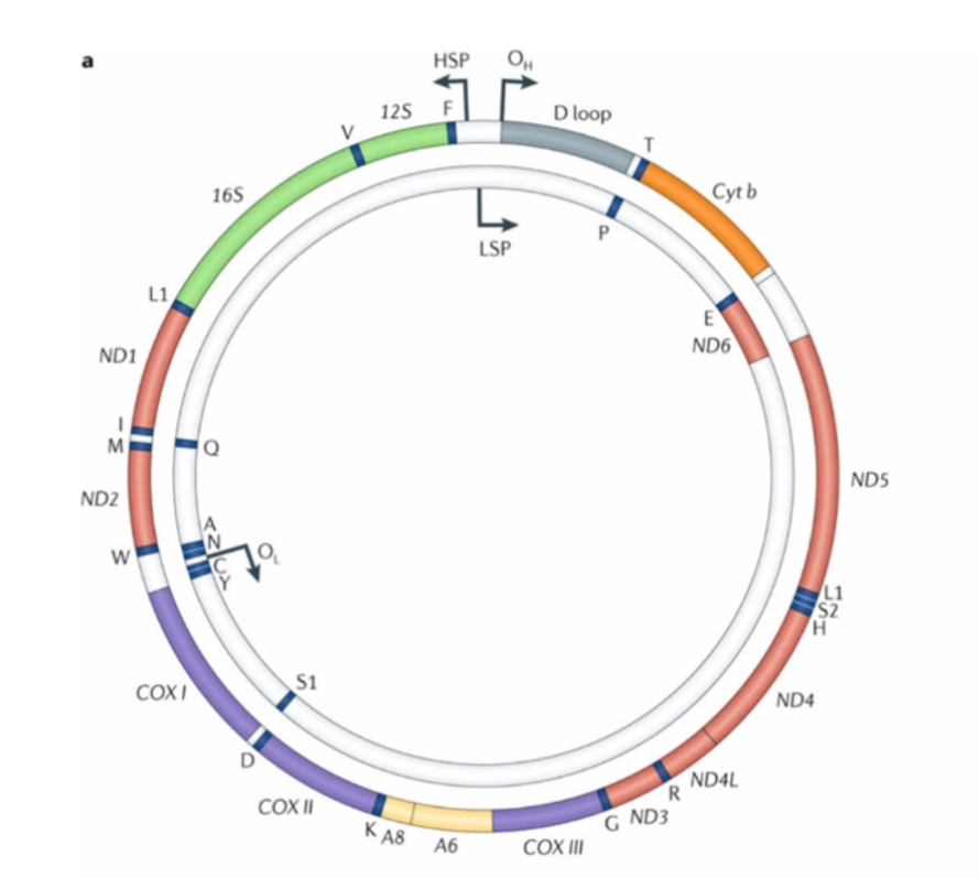 <p>Double-stranded circular DNA, 16.6 kb in length, approximately 15,000 times smaller than chromosome 1. Consists of Heavy (H) and Light (L) strands. Multicopy per cell (10–100,000 copies).</p><p class="p1"></p><p class="p1">Circularity protects against telomere-related instability.</p>