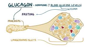 <p>Glucagon</p>