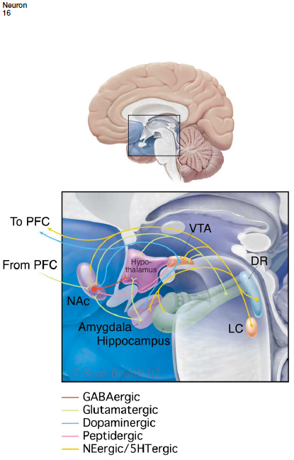<p>Hypothesis </p><ul><li><p>previously all research on depression has focused on the hippocampus, more recent research suggesting subcortical structures such as the amygdala, Nacc, hypothalamus have a role in causing symptoms such as regulation of motivation, sleep, apetite etc. </p></li><li><p>VTA neurons innervate the Nac as well as several other limbic structures. The Nac and its input from the VTA plays a crucial role in reward </p></li><li><p>stress causes CREB mediated transcription in the Nacc. Increased CREB in this brain region decreases an animals sensitivity to several types of aversive stimuli including anxiogenic and nociceptive stimuli. Decreased CREB in this brain region causes increased sensitivity to these stimuli. —> suggests that CREB in the Nacc controls behavioural responsiveness to emotional stimuli</p></li><li><p>the increase in CREB seen after stress of drug exposure may be responsible for the emotional numbing or anhedonia seen in some forms of depression. </p></li></ul><p></p>