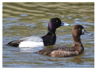 <p><span><span>Head is less peaked, all grey beak</span></span></p>