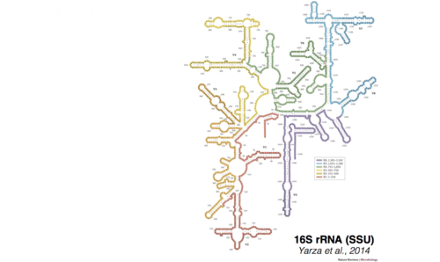 <p>Gene used for bacterial identification and classification.</p>