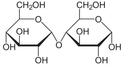 <p>Made of glucose; with alpha 1,4 linkage </p><p></p>