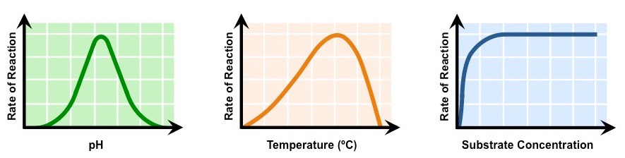 <p>Draw as in image shown. </p><ul><li><p>The center of the pH graph (the highest point) is the optimal pH. </p></li><li><p>As the temperature increases, the rate of reaction increases up until a certain point where it begins decreasing. </p></li><li><p>As substrate concentration increases, the rate of reaction increases until it reaches a certain point where it remains constant. </p></li></ul><p>A pH graph that is more towards the left (more acidic) performs better in more acidic conditions (like pepsin). </p>