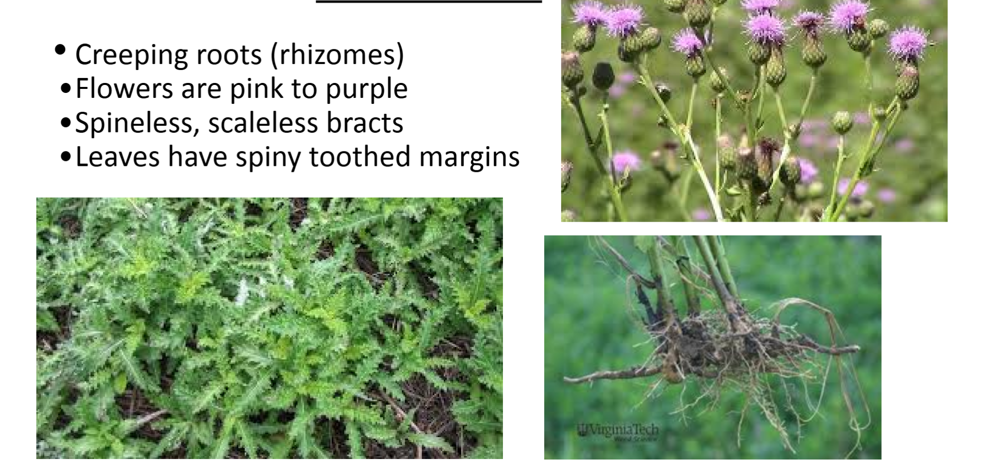 <p><strong>Asteraceae: </strong><em>Cirsium arvense </em></p><p>Canada thistle</p>