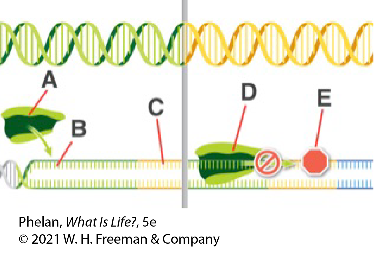 An operon is a group of several genes and elements that control the expression of these genes as a unit. The diagram shows the promoter and operator regions of the operon. Which label on the diagram represents the repressor protein? 