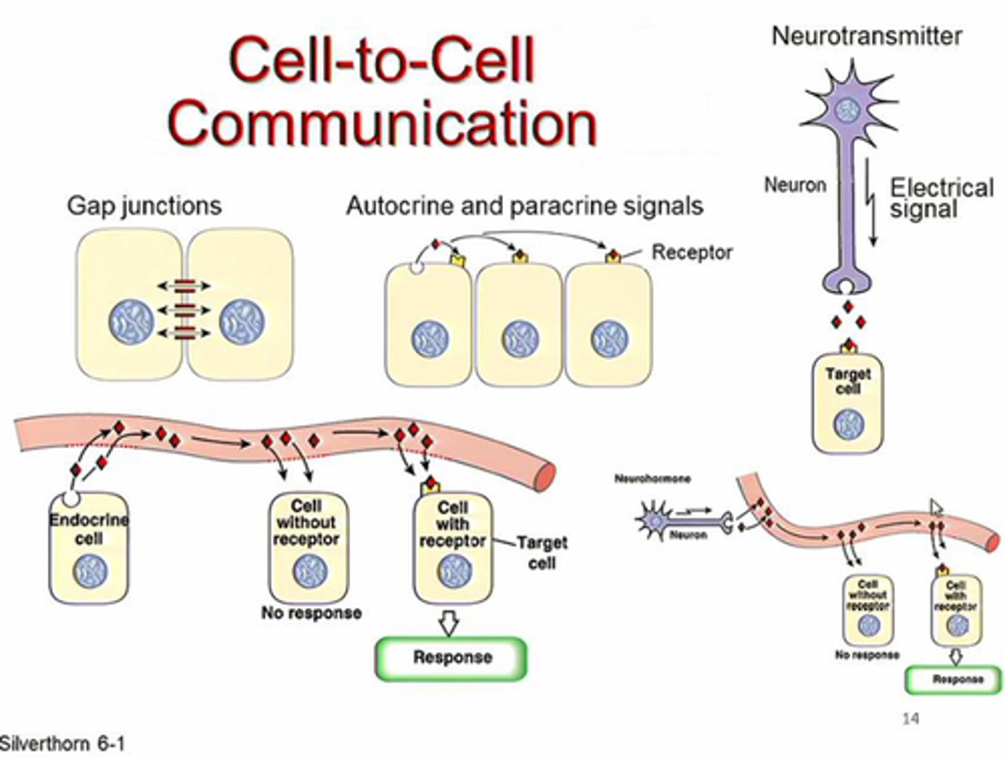 <p>paracrine: the hormone acts locally by diffusing from its source to target cells in the neighborhood<br>autocrine: the hormone acts on the same cell that produced it</p>