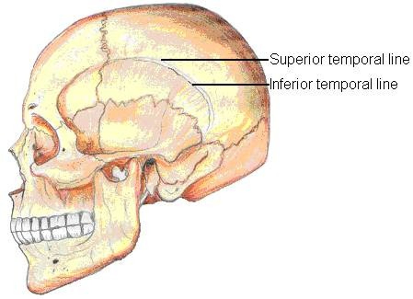 <p>arching anteroposteriorly, attachment site for temporalis muscles</p>