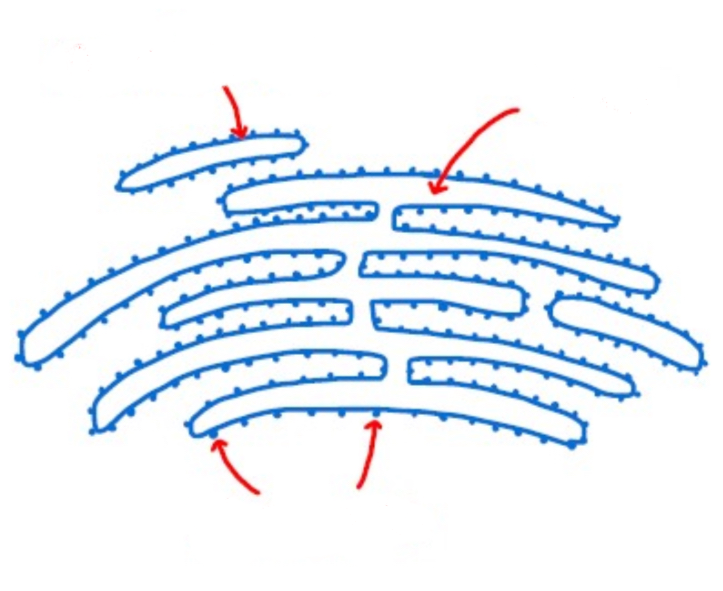 <p>Label the membrane in the rough endoplasmic reticulum </p>