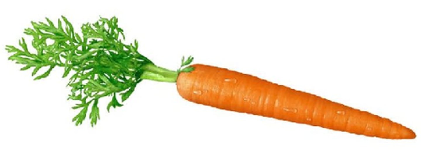 <p>carrot</p>