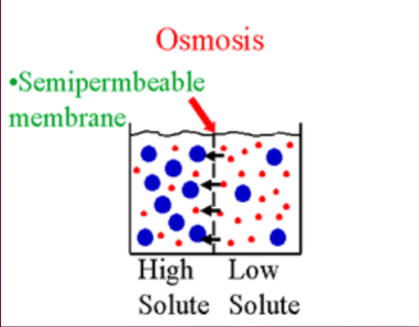 <p>Osmosis</p>