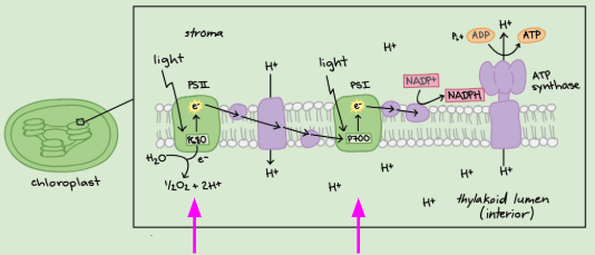 <p>Light energy converted into ATP & NADPH using electrons from <span style="background-color: transparent;"><span>H</span><sub><span>2</span></sub><span>0</span></span></p>