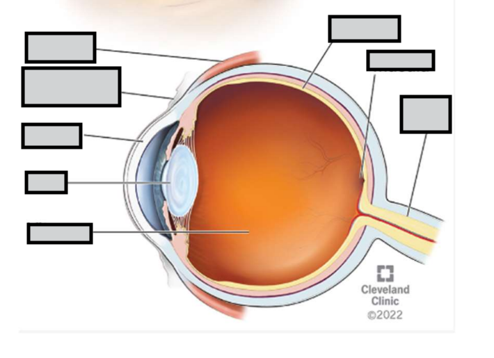 <p>label eye</p>