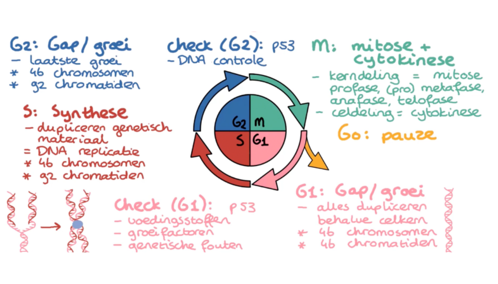 <p>Het DNA in de celkern wordt verdubbeld.</p>