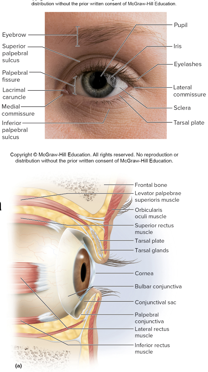 <ul><li><p>keep foreign substances out of the&nbsp;eye </p><ul><li><p>eyebrows </p></li><li><p>eyelids </p></li><li><p>conjunctiva </p></li></ul></li></ul><p></p>