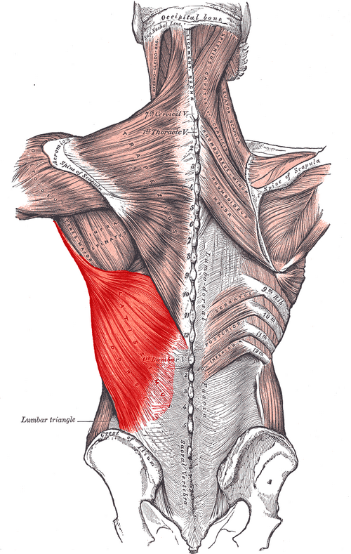 <p>Latissimus dorsi <strong>INSERTION</strong></p>