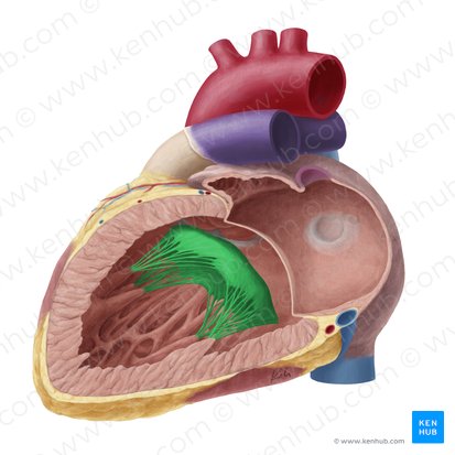 <ul><li><p>has only 2 cusps, each is controlled by chordae tendineae from both papillary muscles</p></li></ul><p></p>
