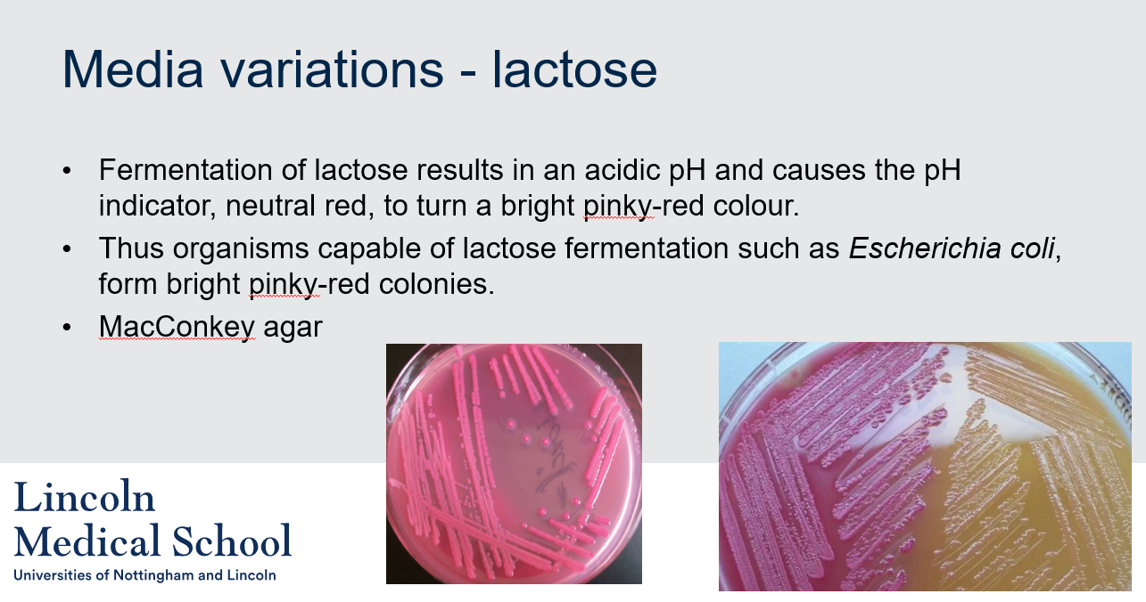 <p>Lactose media variation is used to differentiate bacteria based on their ability to ferment lactose. The most commonly used lactose-containing medium is MacConkey agar, which contains lactose, bile salts, and a pH indicator. The fermentation of lactose results in an acidic pH and causes the pH indicator, neutral red, to turn a bright pinky-red colour. Bacteria that can ferment lactose, such as Escherichia coli, will produce pink or red colonies on MacConkey agar, while bacteria that cannot ferment lactose will produce colorless or pale colonies.</p>