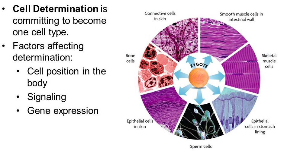 <p>cell determination </p>