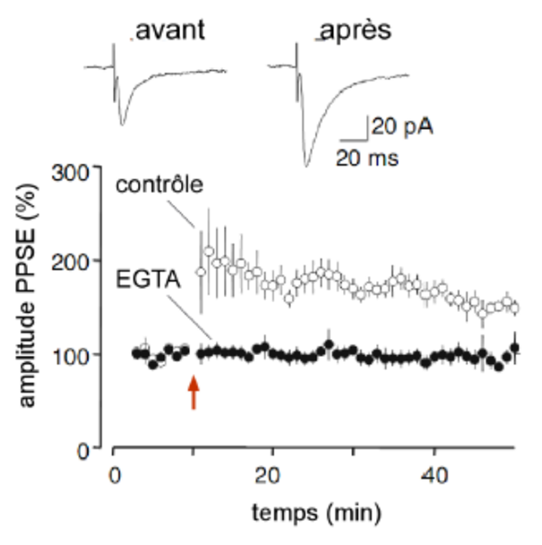 -en présence d'un chélateur des ions Ca++ (EGTA), ma stimulation tétanique des fibres nerveuses de la capsule externe n'entraine plus de potentialisation à long terme
-le récepteur NMDA laisse passer du sodium et du calcium qui va permettre de phosphoryler les protéines kinases-C et donc la modification du nombre de vésicules mobilisées au sein de l'élément pré-synaptique
-en présence d'un antagoniste du récepteur NMDA, l'action est bloquée, la stimulation tétanique des fibres nerveuses de la capsule n'entraîne plus de potentialisation à long terme