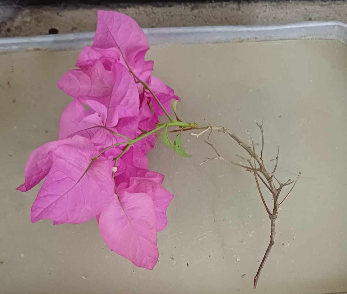 <p>Identify the:</p><p>Specimen used (Scientific and Common name)</p><p>Specialized leaf</p>