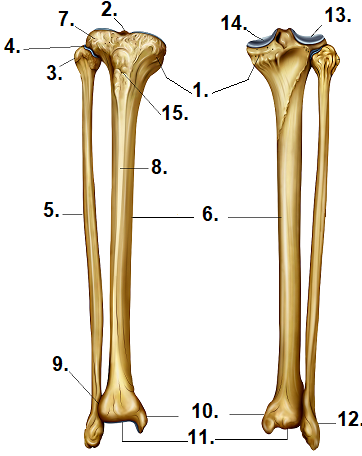 <p>What is #1? (State which bone)</p>