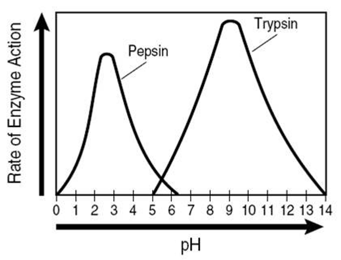 <p>Enzyme typically operate best at an optimum pH; if the pH is too high or too low the enzymes will be denatured; most enzymes in the human body work best at a pH of 7; some enzymes, like protease in our stomach, work best at acidic conditions (ph 2)</p>
