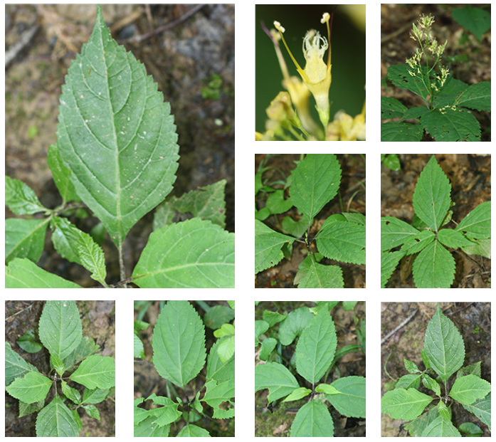 <p>richweed</p>