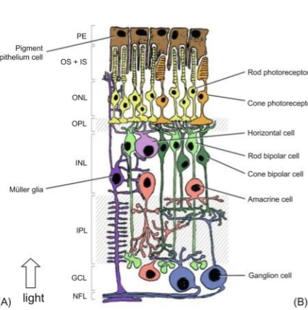 <p>Light enters the eye → hits the retina → has to pass through multiple layers before it can get to the photoreceptors → once it its the photoreceptors, travels all the way back forward to hit the optic nerve</p><p>Starts with NFL (Nerve fiber layer)</p><ul><li><p>Contains the axons of the ganglion cells </p></li><li><p>Eventually form the optic nerve</p></li></ul><p>Next is the GCL (Ganglion cell layer)</p><ul><li><p>Cell bodies of the ganglion cells.</p></li><li><p>has the output neurons of the retina that sends the final visual signal to the brain.</p></li></ul><p>IPL (Inner plexiform layer)</p><ul><li><p>Where synapses between bipolar cells, amacrine cells, and ganglion cells happen.</p></li><li><p>Motion and contrast</p></li></ul><p>INL (inner nuclear layer)</p><ul><li><p>Middle management layer</p></li><li><p>Contains the cell bodies of bipolar (carry signals from photoreceptors to ganglion cells), horizontal (refine signals), amacrine (motion and contrast), and muller glial cells (Support).</p></li></ul><p>OPL (Outer plexiform layer)</p><ul><li><p>Synapses happen between photoreceptors and horizontal and bipolar cells.</p></li></ul><p>ONL (Outer nuclear layer)</p><ul><li><p>Contain the cell bodies of cones and rods</p></li></ul><p>OS (Outer segments)</p><ul><li><p>Where phototransduction happens</p></li><li><p>Has the stacks of membrane discs with visual pigments</p></li></ul><p>RPE (Retinal pigment epithelium)</p><ul><li><p>Supports, nourishes, and regenerates the photoreceptors.</p></li></ul><p></p><p>Light needs to pass through all of these layers to get to the photoreceptors in the back.</p><p></p>