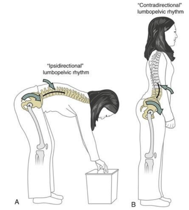 <p>ipsidrectional flexion</p><p>-lumbar flexion, anterior pelvic rotation, and hip flexion</p><p>-bending forward</p><p>-helps maximize motion </p><p></p><p>contradirectional</p><p>-lumbar spine extension</p><p>-anterior pelvic rotation</p><p>-hip flexion </p>