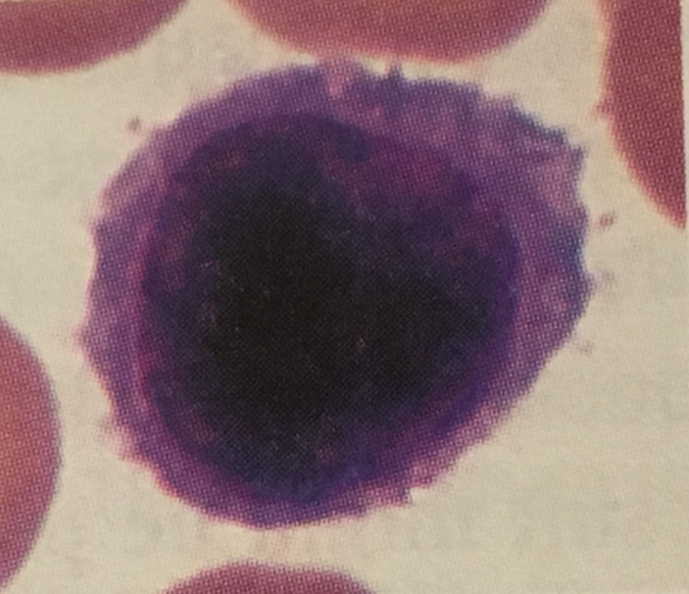 <p>Identify this leukocyte and it's functions</p>