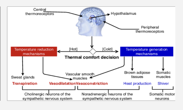 <p><span><span>the homeostatic process by which organisms maintain a stable internal core body temperature within a narrow, optimal range for enzymatic function, typically around </span></span><strong>37°C (98.6°F)</strong><span><span> in humans</span></span></p>