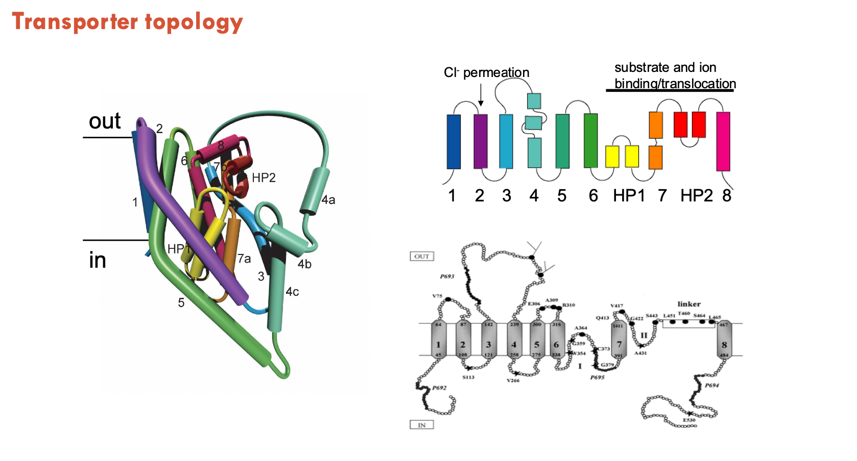<p>Hairpins are structural motifs where a single alpha-helix bends or breaks in the middle, forming a loop-like structure. </p><ul><li><p>Instead of spanning the membrane completely, each half-helix enters and exits on the same side of the membrane. </p></li><li><p>often plays a critical role in forming the substrate and sodium binding sites within the transporter</p></li></ul><p></p>