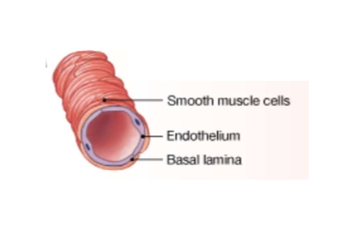<p>artery vs vein structure: <span>Arterioles (smallest arteries)</span></p>