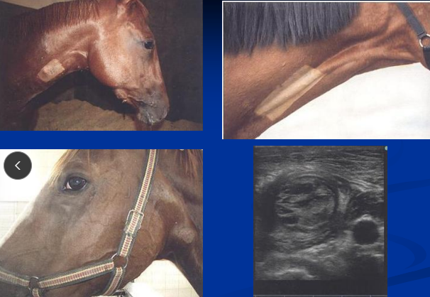 <p><span>Jugular thrombophlebitis in Horses</span></p>