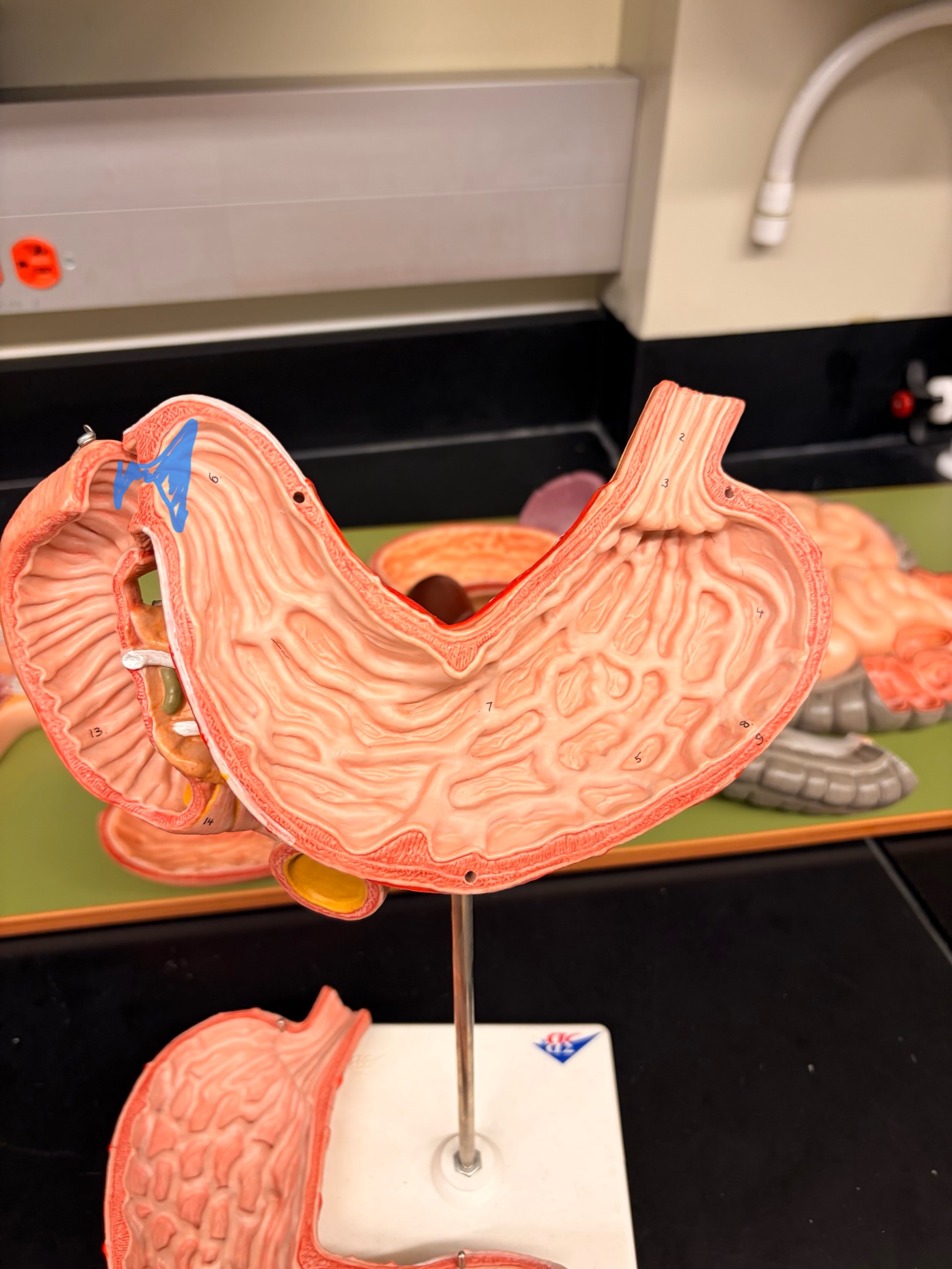 knowt flashcard image