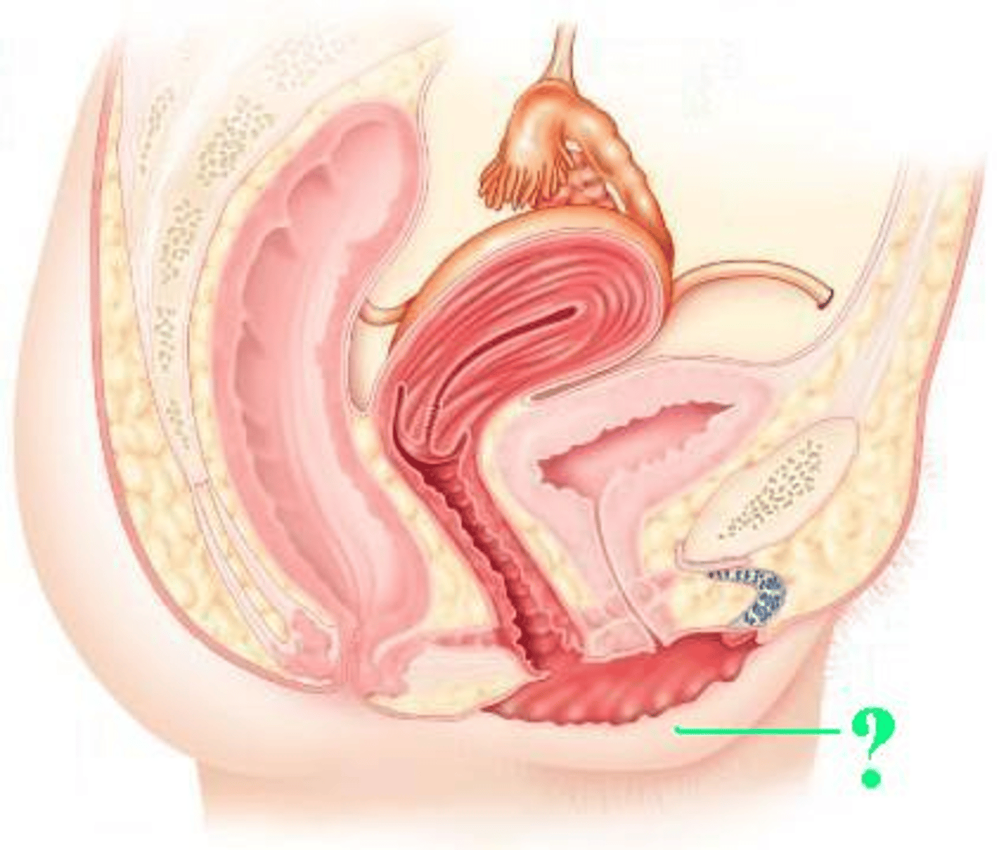 <p>Identify the indicated structure.</p>