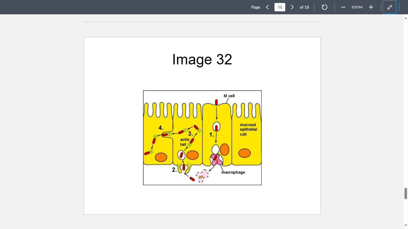<p>Which of the following bacteria are known to invade cells through the mechanism depicted in Image 32?</p>