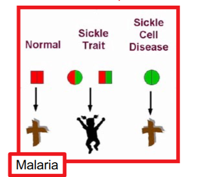 <p><span>The relatively high frequency of disease-associated alleles causing reduced</span><br><span>“fitness” on homozygotes (eg. sickle-cell anaemia in Africans) has been</span><br><span>explained by assuming that the heterozygotes (Aa) have a greater fitness than</span><br><span>either of the homozygotes (AA or aa).</span></p>