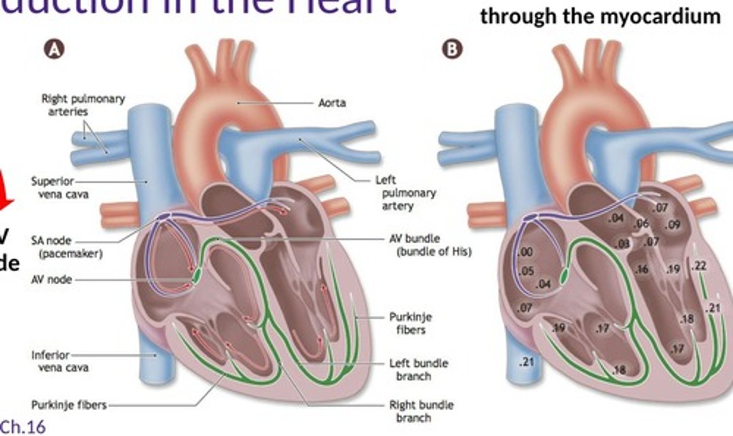 <p>The SA node initiates the heart's rhythm at a pace of approximately 100 bpm.</p>