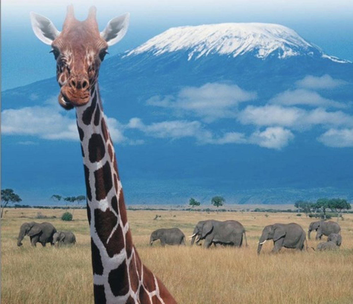 <p>A tropical grassland with widely scattered trees or clumps of trees.</p>